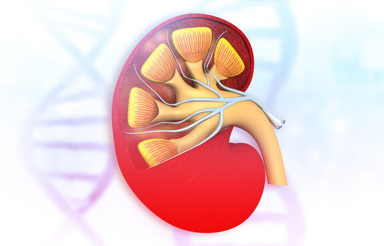 kidney cross section. Abstract science background. 3d illustration.