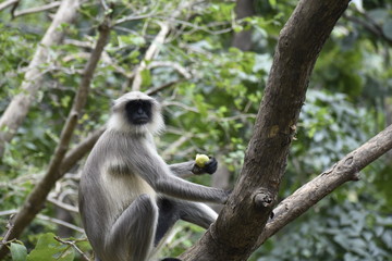 A monkey sitting on a tree