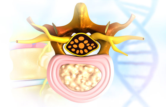 Cross section of vertebrae. Medical background. 3d illustration.