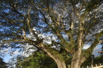 tree in forest