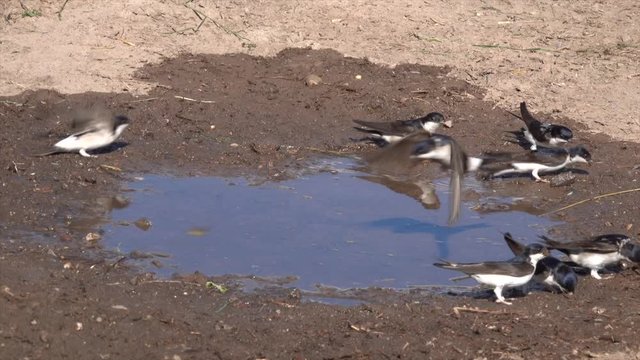 Mehlschwalben (Delichon urbicum) sammeln Nistmaterial an Pf&uuml;tze