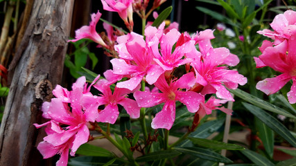 Nerium oleander flowers bloom in the garden beautifully.Poisonous shrub.