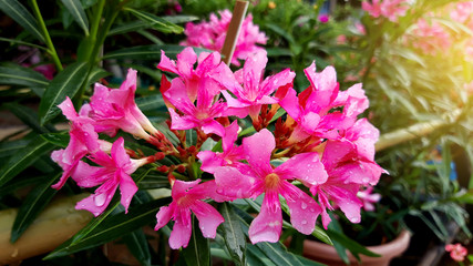 Nerium oleander flowers bloom in the garden beautifully.Poisonous shrub.