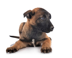 Obraz premium puppy malinois in studio