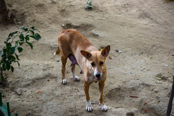 Street Dog looking towards the Camera during evening time in Delhi India, Street Dog searching for...