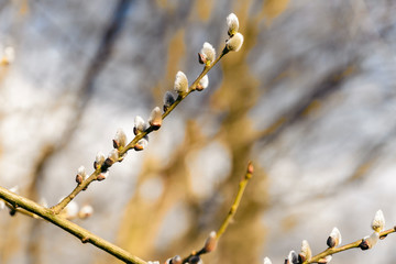 Budding willow buds on a twig.