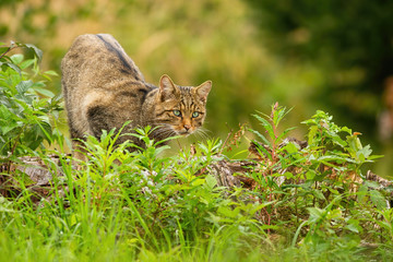 Elegant european wildcat, felis silvestris, hunting in summer hidden in green vegetation. Curious mammal hunter watching intensely. Concept of pursuit in animal kingdom