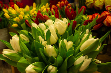 Fototapeta premium Women's Day, lots of tulips, flower shop