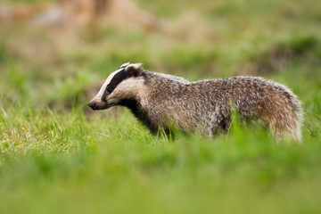 Furry european badger, meles meles, looking down on a green meadow in summer. Wild mammal walking on short grass from side view with blurred background.