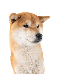 shiba inu in studio