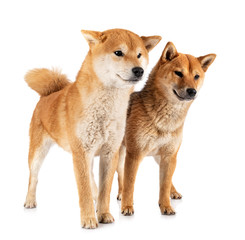 shiba inus in studio