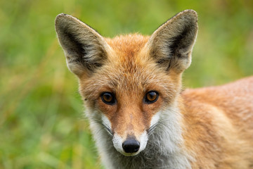 Horizontal close-up of a curious red fox, vulpes vulpes, looking to camera with big eyes in summer. Wild animal staring in wilderness. Mammal on a meadow with green grass.