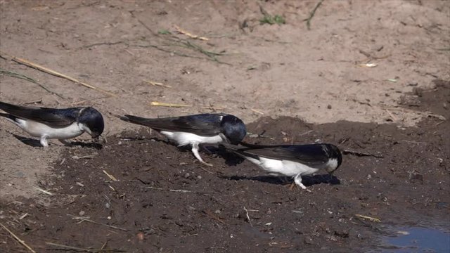 Mehlschwalben (Delichon urbicum) sammeln Nistmaterial an Pf&uuml;tze
