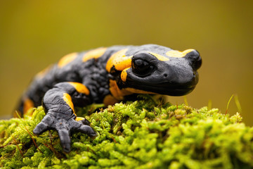 Detail of a fire salamander lying on green moss in European nature in summer with green blurred background. Wild animal crawling forward and stretching its leg.
