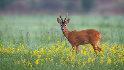 Cute roe deer, capreolus capreolus, buck looking into camera on a summer morning. Attentive wild animal listening in natural habitat with atmosphere of early morning.