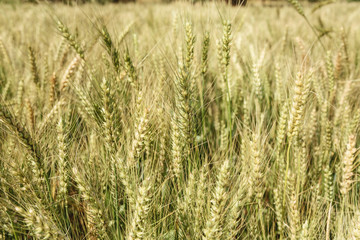 Field of wheat