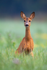 Alert roe deer, capreolus capreolus, doe looking into camera on a green meadow in summer. Attentive wild animal listening in nature with big ears from front view in vertical composition. © WildMedia