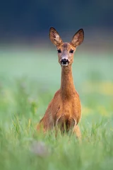 Poster Alert roe deer, capreolus capreolus, doe looking into camera on a green meadow in summer. Attentive wild animal listening in nature with big ears from front view in vertical composition. © WildMedia