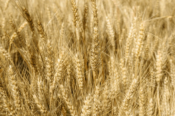 Field of wheat
