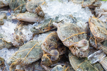 Fototapeta na wymiar Group fresh crabs wrapped on ice at seafood market,frozen for raw material cooking,fresh from sea