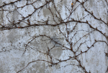 wild grapes branches on concrete wall