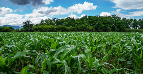 Green field of corn in the field during spring. Corn field and sky with beautiful clouds. Plantation of young corn. A cultivated field with freshly planted maize. Agricultural landscape.
