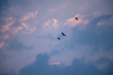 Birds flying on the sky.