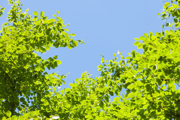 Green tree leaves and clear blue sky