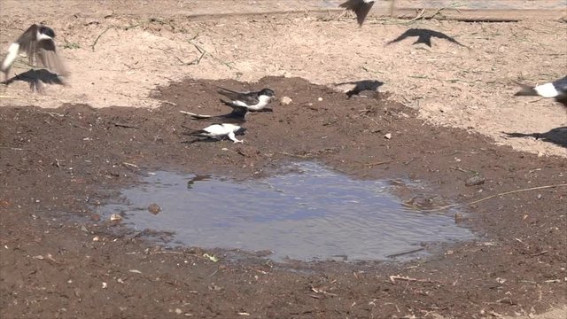 Mehlschwalben (Delichon urbicum) sammeln Nistmaterial an Pf&uuml;tze