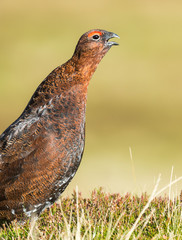 Portrait of a Red Grouse male calling in Autumn. Bright red eye combs and facing right with beak open.  Space for copy.  Clean background.