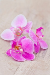 Fototapeta na wymiar Pink Orchid Flower Still Life