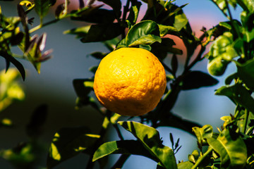 Lemon of Cyprus