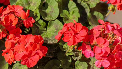 Red flowers of geranium on a green leaves background