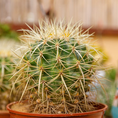 One spherical decorative cactus with long needles
