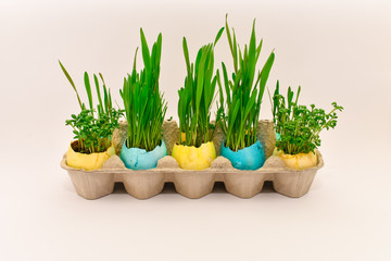 Easter. Colored eggs with young green sprouts of wheat. Concept of Easter. Side view.