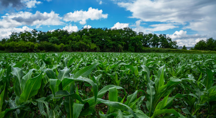Green field of corn in the field during spring. Corn field and sky with beautiful clouds. Plantation of young corn. A cultivated field with freshly planted maize. Agricultural landscape.
