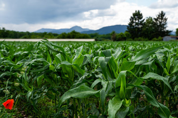 Green field of corn in the field during spring. Corn field and sky with beautiful clouds. Plantation of young corn. A cultivated field with freshly planted maize. Agricultural landscape.