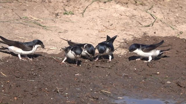 Mehlschwalben (Delichon urbicum) sammeln Nistmaterial an Pf&uuml;tze