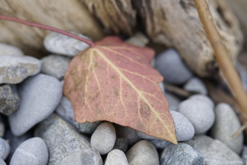 Herbstliches Blatt auf Steinen
