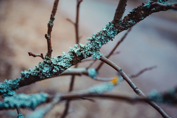 Tree branch with blue lichen in spring forest