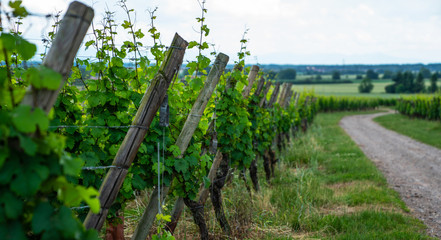 Fototapeta na wymiar Champagne region in France. A beautiful view. Vineyards beautiful landscape in cloudy day.