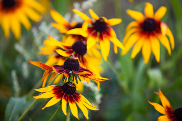 Yellow flower