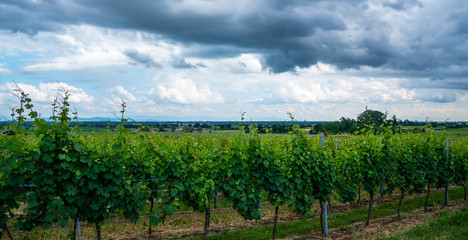 Champagne region in France. A beautiful view. Vineyards beautiful landscape in cloudy day.