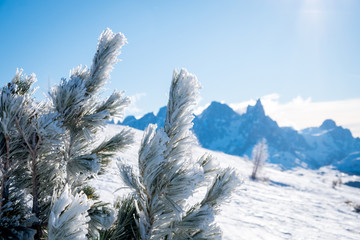 Sunny winter landscape with frozen spruce at Ski Area in Dolomites, Italy - Alpe Lusia. Ski resort in val di Fassa near Moena. Winter mountains in the morning.