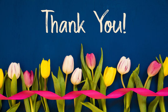 English Text Thank You. White And Pink Tulip Spring Flowers With Ribbon. Blue Wooden Background