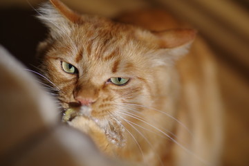 じゃらしで遊ぶ猫