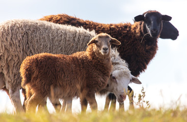 Sheep graze in the meadow