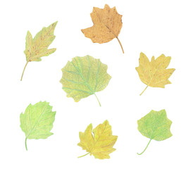 Hand-drawing set watercolor pencils on paper - beautiful green and yellow autumn leaves