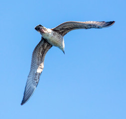 Seagull in flight against the blue sky