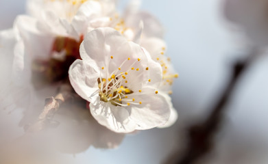 Beautiful apricot flowers in nature